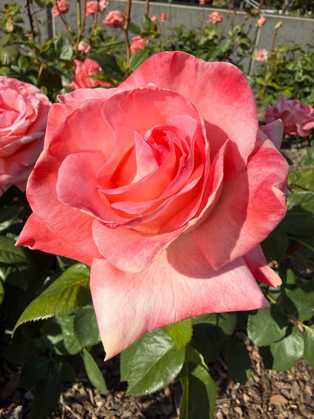 Pause, Breathe, Bloom