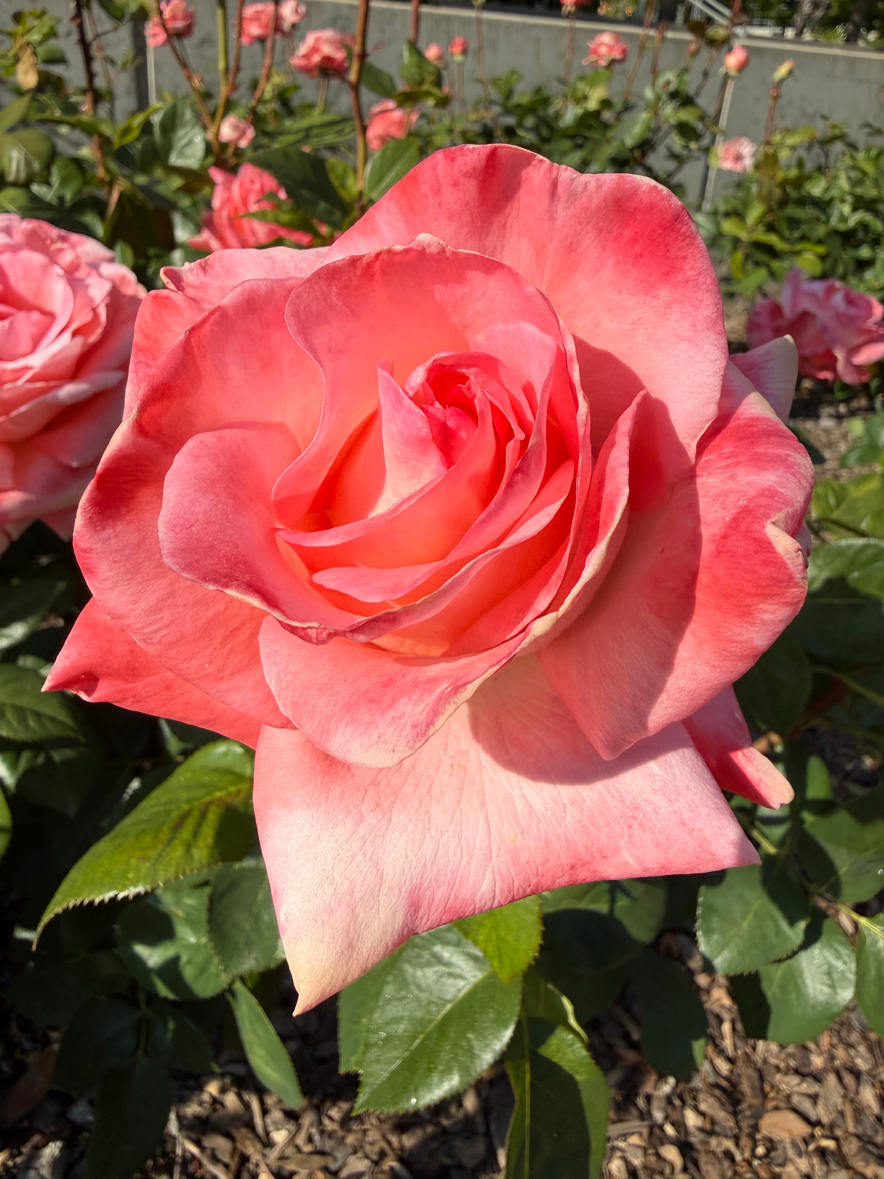 Pause, Breathe, Bloom